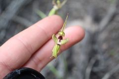 Caladenia brevisura