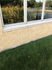 Passer domesticus domesticus