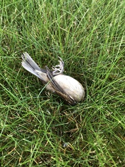 Passer domesticus domesticus