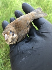Passer domesticus domesticus