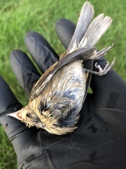 Passer domesticus domesticus