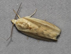 Earias huegeliana