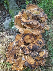 Meripilus giganteus