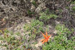 Lambertia inermis inermis