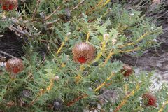Banksia baxteri