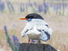 Chlidonias albostriatus