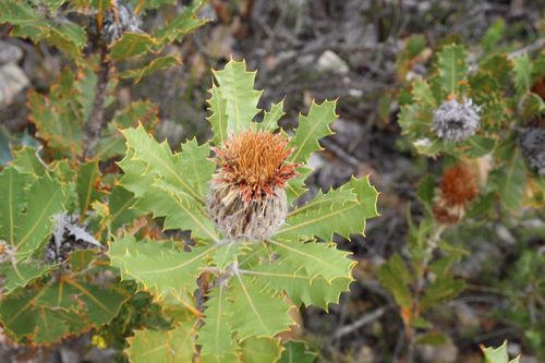 Image of Oak-Leaved Dryandra (Banksia heliantha) by (c) Em Lamond, some rights reserved (CC BY)