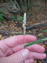 Dactylis glomerata lobata
