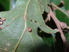 Cerroneuroterus minutulus