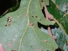 Cerroneuroterus minutulus