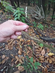 Dactylis glomerata lobata