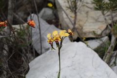 Diuris brachyscapa