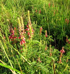 Indigofera williamsonii