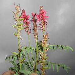 Indigofera williamsonii