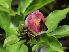 Ancistroides nigrita