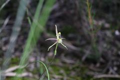 Caladenia barbarossa