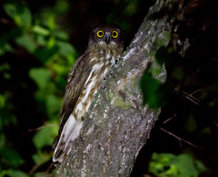 Ninox japonica