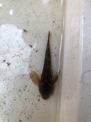 Cottus perifretum