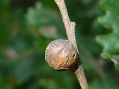 Andricus infectorius