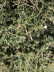 Sophora prostrata