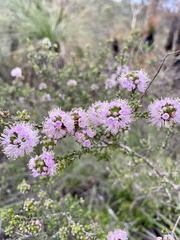 Hypocalymma strictum