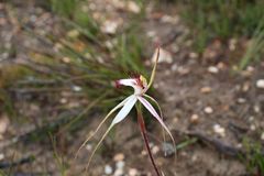 Caladenia × cala