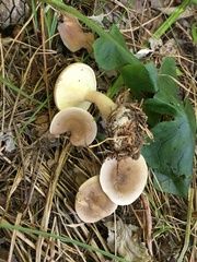 Clitocybe subclavipes