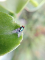 Calliphoridae