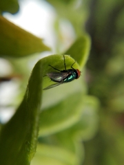 Calliphoridae