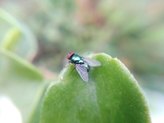 Calliphoridae