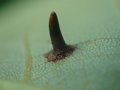 Caryomyia subulata