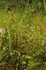 Drosera ramellosa