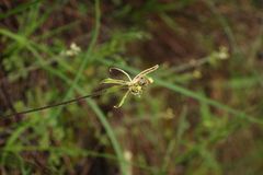 Caladenia barbarossa