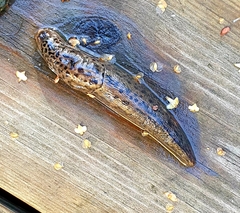 Limax maximus