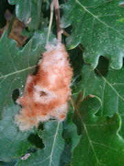 Andricus theophrasteus