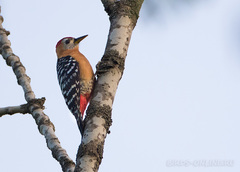 Dendrocopos hyperythrus