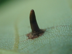 Caryomyia subulata