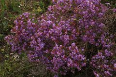 Calytrix leschenaultii