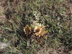 Carlina acanthifolia acanthifolia