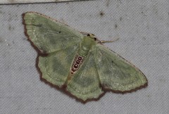 Metallochlora lineata