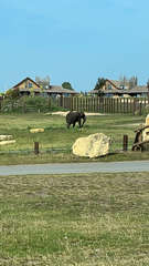 Elephantidae