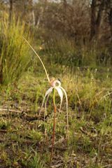 Caladenia longicauda
