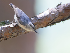 Chinese Nuthatch photo 2