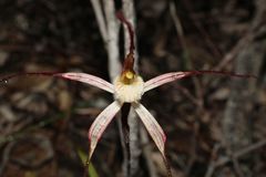 Caladenia polychroma