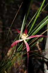 Caladenia polychroma