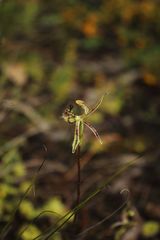 Caladenia barbarossa