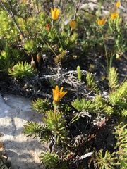 Osteospermum subulatum