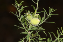 Rhopalomyia gemmaria