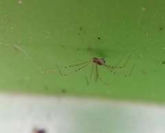 Pholcidae