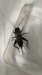 Gryllus bimaculatus